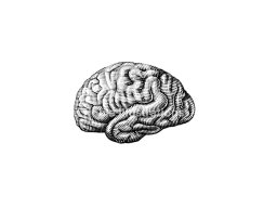 brain 2